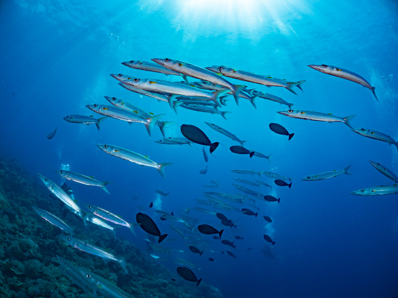 カクレクマノミ