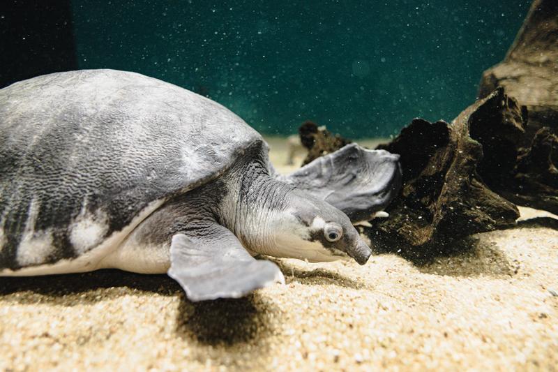 ニモと仲間たち