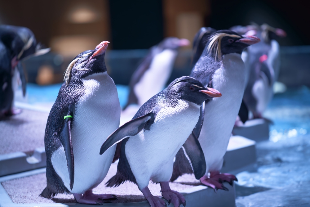 カクレクマノミ