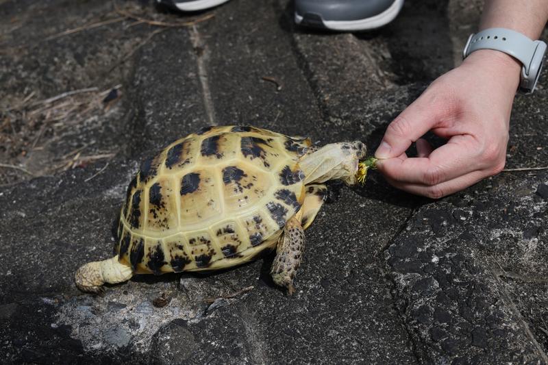 ニモと仲間たち